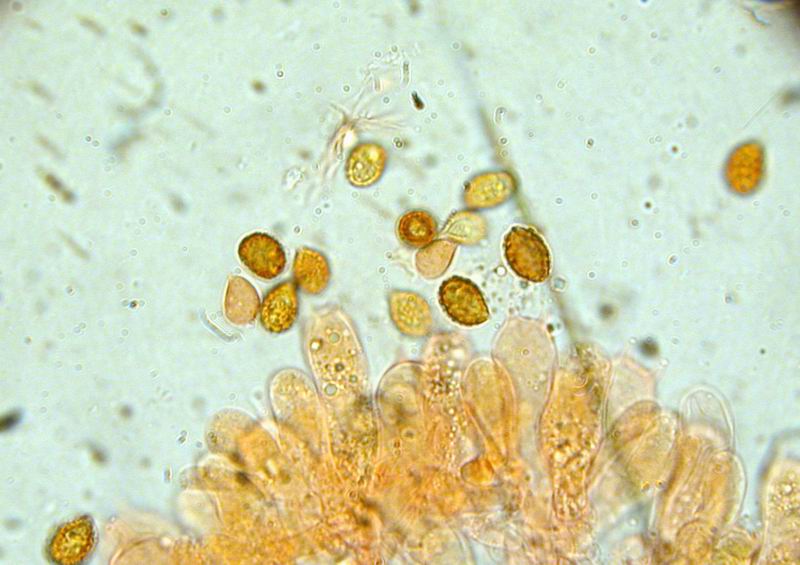 Mycoflora toscana - Cortinarius vernus